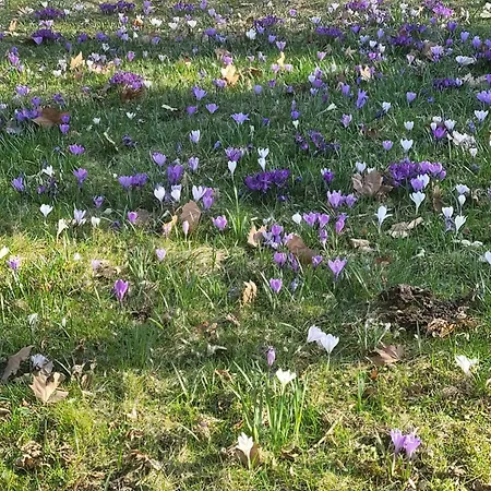 Schlossnest Isny - Denkmal Kultur Park Stadt Διαμέρισμα