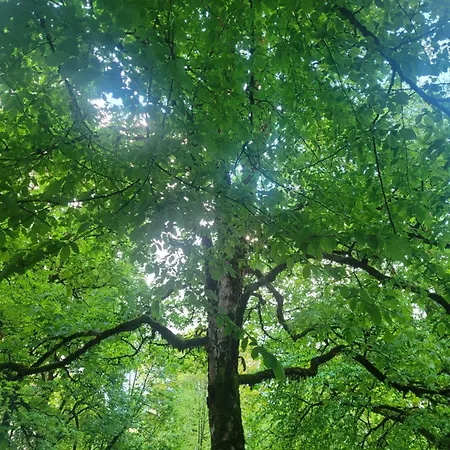 Διαμέρισμα Schlossnest Isny - Denkmal Kultur Park Stadt *