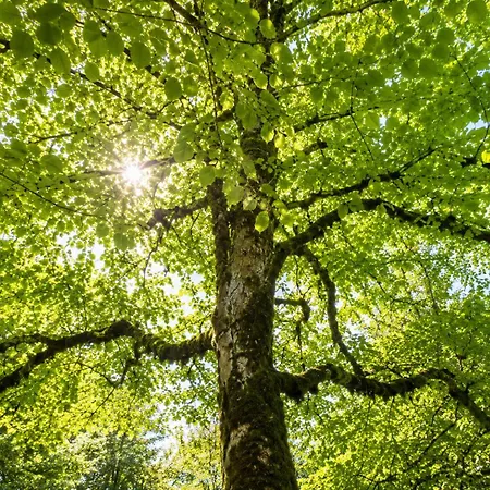 Schlossnest Isny - Denkmal Kultur Park Stadt Διαμέρισμα Isny im Allgäu